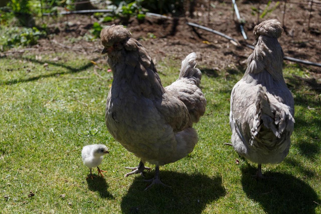 Studio Cottage - Walk To The Lake & Town Taupo Luaran gambar